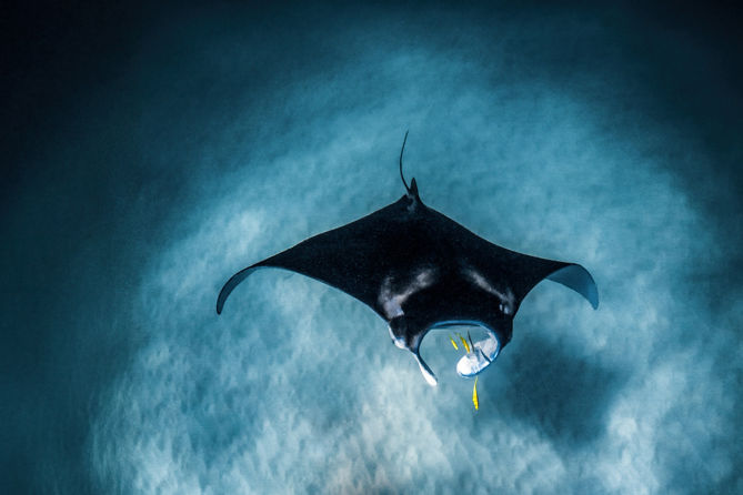 Singapore Oceanarium gallery image